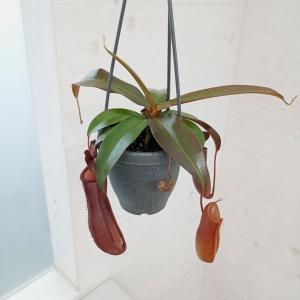 希少品種 観葉植物 食虫植物：ウツボカズラ ネペンテス バイキング