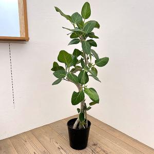 吉本花城園 【セール品】超お得セット！アロカシア 5品種 おまかせ