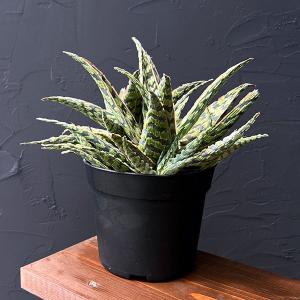 観葉植物 アロエ ラモシシマ 6号25-02 : 園芸ネット - 通販 - Yahoo