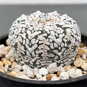 サボテン：アストロフィツム 瑠璃兜丸 ツギ*幅14cm 現品！一品限り
