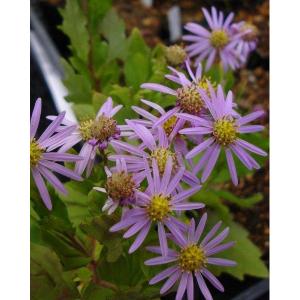 山野草の苗 キク 桃花アキバギク3号ポットの商品画像