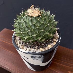 サボテン：ステノセレウス 入鹿（イルカ）*幅6cm 現品！一品限り