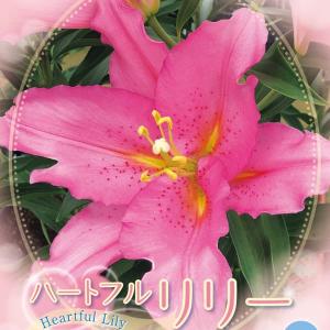 球根 26年10月中下旬予約 ユリ（オリエンタル系） ベンドーム1球入り