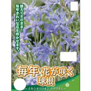 球根 26年9月中下旬予約 イキシオリリオン タタリカム 8球入り 5月頃開花