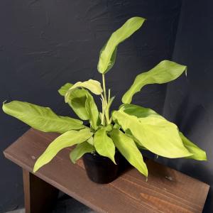 レア品種 斑入り フィロデンドロン シルバーメタル バリエガータ 黄斑