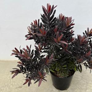 花木 庭木の苗 セルリア（ジョーイセルリア） フロリダ スパーブ