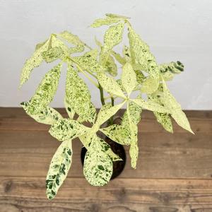 希少な大株 国内実生株 斑入り パキラ ミルキーウェイ 高さ126cm