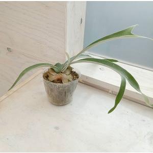 観葉植物 ビカクシダ（コウモリラン） サンサイビューティー（子株pup