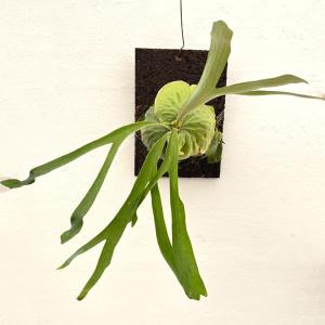 観葉植物 （わけあり特価）ビカクシダ（コウモリラン） フーンシキ