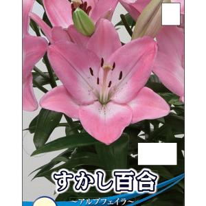 球根 26年9月中下旬予約 ユリ（すかし百合） アルブフェイラ2球入り