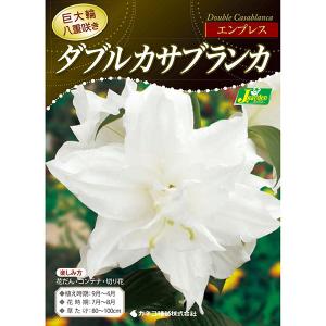 球根 26年10月中下旬予約 ユリ ダブルカサブランカ（八重咲き）エンプレス1球入り