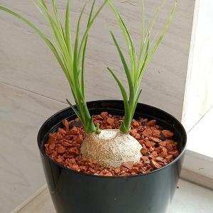 セロウム（セローム） 3寸鉢植え : 日本花卉ガーデンセンターYahoo!店