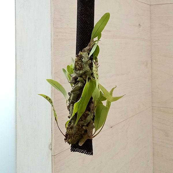 観葉植物/レカノプテリス：シオノサ　吊り仕立て ザ・ファームセレクト