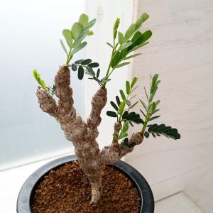 観葉植物 SOUJU（創樹）ブランド：オリーブの木*4号 セントキャサリン