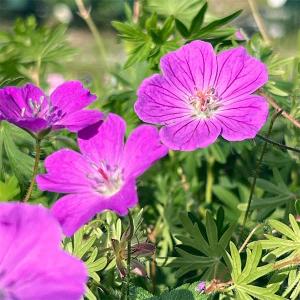 山野草の苗 ヒメフウロソウ（姫風露草） 桃花八重2.5〜3号ポット