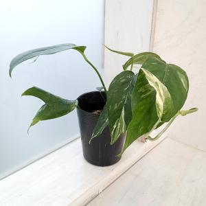 レア品種 斑入り フィロデンドロン シルバーメタル バリエガータ 黄斑