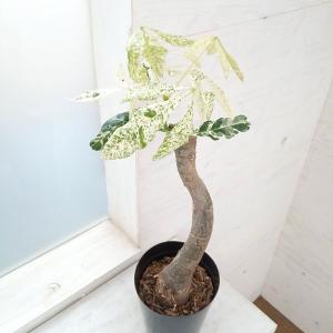 ドラセナ コンシンネ ホワイトボリー 【観葉植物 5号／1個売り
