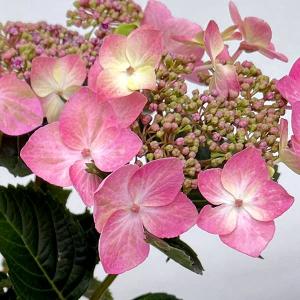 クリスマスローズ苗 開花見込大株 ダブル アプリコット 杉山交配 12cm