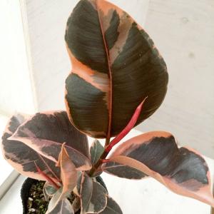 観葉植物 フィカス ルビー 3.5号