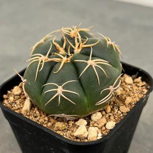サボテン　マミラリア　ブカレンシス　8号鉢つき　群生株❗ マミラリア・ブカレンシス錦 | trigger