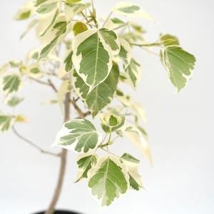 アルピニア バリエガータ（黄斑月桃 キフゲットウ） Alpinia zerumbet