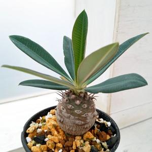 送料無料 奇想天外 ウェルウィッチア・ミラビリス 実生1年目 3号ロング