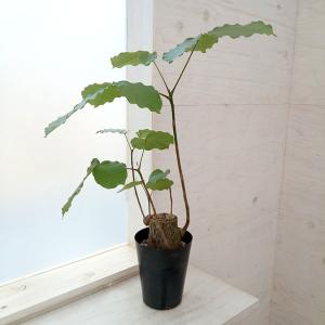 現品】ボンバックス 8号 黒鉢（1） : 花のアリマツ Yahoo!店 - 通販
