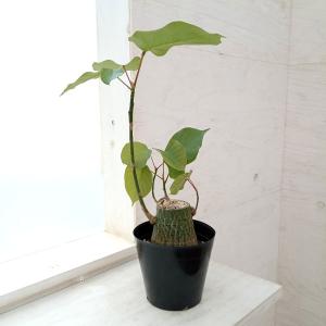 おしゃれ 観葉植物：ストレリチアユンケア*ノンリーフ 鉢植え シュロ皮