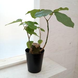 【現品】ボンバックス　8号　黒鉢　（1） 現品】ボンバックス 8号 黒鉢（1） : 花のアリマツ Yahoo!店 - 通販