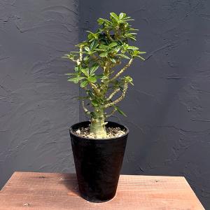 多肉植物）一点物 ユーフォルビア ギラウミニアナ 秋〜春落葉 5号（1