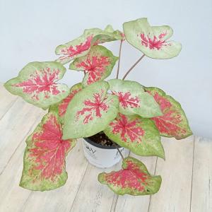 観葉植物 ガーデンカラジウム ハートトゥハート ホワイトワンダー4号