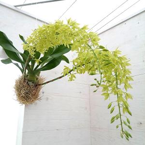 国華園 洋蘭苗 もじゃマトフィラム 花芽付き 1株 観葉植物 送料込み