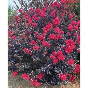 花木 庭木の苗/サルスベリ（百日紅）：シャドーマジック（レッドピンク）4号鉢植え｜園芸ネット