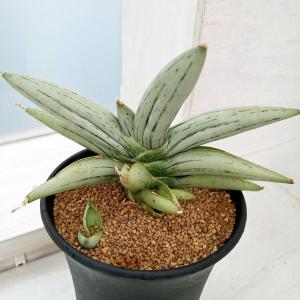 チャボトウジュロ(チャメロプス) ボルケーノ 観葉植物 7号/1個売り