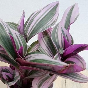 観葉植物 トラディスカンチア ナヌーク2.5号鉢入り