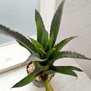 チャーム（charm） （観葉植物）一点物 ホヘンベルギア エドムンドイ