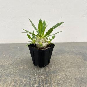 観葉植物 パキポディウム ウィンゾリー（実生） 4号鉢植え23-04 : 園芸