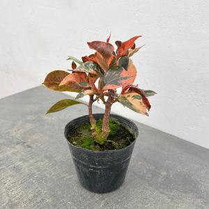 観葉植物 フィカス ランフィー（ルンフィー）斑入り 4号ポット : 園芸