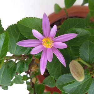 草花の苗 サマーセール グルーイア（スイレンボク・水蓮木）3.5号ポット