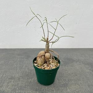 観葉植物：フペルジア スクアローサ*4号吊り Huperzia : 遊恵盆栽