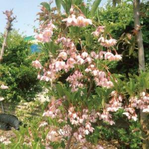 花木 庭木の苗/エゴノキ：紅花枝垂れエゴノキ素掘り1年生苗即席ポット