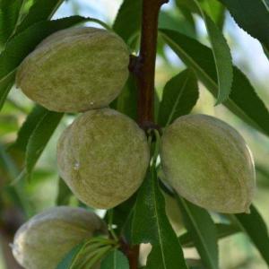 果樹の苗 クルミ 信濃クルミ（しなのくるみ）実生苗4.5号ポット : 園芸