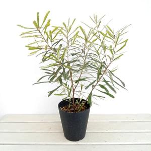 バンクシア バーデッティ　5号　美樹形 バンクシア・バーデッティ 5号ポット : 四国ガーデン - 通販 - Yahoo