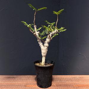 灌木系塊根植物 センナ メリディオナリス 1株 : 花と緑 国華園 - 通販