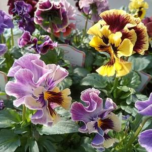 草花の苗 ビオラ ロカハーツ ホルシス3.5号ポット : 園芸ネット - 通販