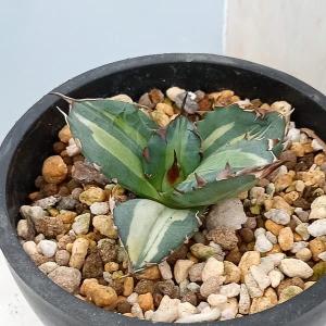 アリ植物 レカノプテリス Lecanopteris 4.5号｜観葉01-D1 : 赤塚植物園