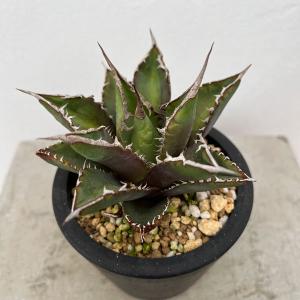 多肉植物:アガベ 笹の雪白虎斑 極氷山*9.5cm 現品 一品限り 多肉植物:アガベ 笹の雪白虎斑 極氷山*9.5cm 現品 一品限り