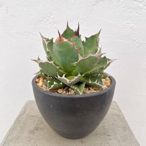 多肉植物:アガベ 笹の雪白虎斑 極氷山*9.5cm 現品 一品限り 多肉植物:アガベ 笹の雪白虎斑 極氷山*9.5cm 現品 一品限り