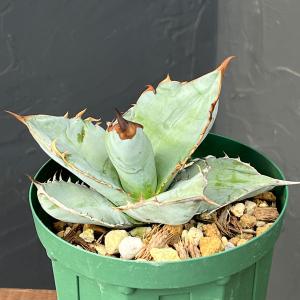 観葉植物：特大チランジア キセログラフィカ*現品 エアープランツ 銀葉