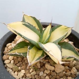 観葉植物 棚卸セール アガベ ジャガーノート 3号鉢植え : 園芸ネット
